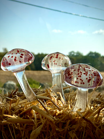 Glow Mushrooms