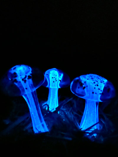 Glow Mushrooms